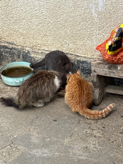 The scene, located in Profesor Ishirkovo, Bulgaria, captures three domestic cats positioned on a cracked concrete surface next to a textured, light beige building wall with a dark grey base. A dark grey cat, a fluffy brown and white cat, and an orange tabby cat are all observed with their heads lowered, actively consuming dry food from a shared, shallow plate. To the immediate left of the cats, a light blue-green metal bowl containing dark liquid is situated. On the right, a rudimentary wooden stool supports a red mesh bag containing light-colored produce, partially obscured, with the fragmented text "STED" and "NS" visible on a black label.