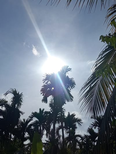 A low-angle, daytime shot of palm trees against a bright blue sky in Blanggurah, Indonesia. The sun is high, causing lens flare and obscuring details of the trees. Palm fronds are visible in the foreground and around the edges of the frame.