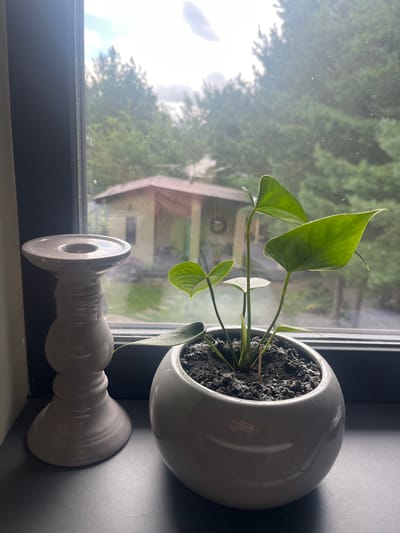 An indoor scene is captured with a potted plant and a candlestick placed on a windowsill. The windowsill overlooks a wooded area with a small building visible in the distance. The plant is a heart-leafed anthurium in a round, white ceramic pot. The candlestick is a light gray ceramic piece with a flared base and a circular top designed to hold a candle. The background through the window shows evergreen trees and a cloudy sky, with a rustic-looking yellow building with a brown roof situated amongst the trees. The overall scene suggests a calm, domestic setting. The image was taken in Starozhivotinnoe, Russia.