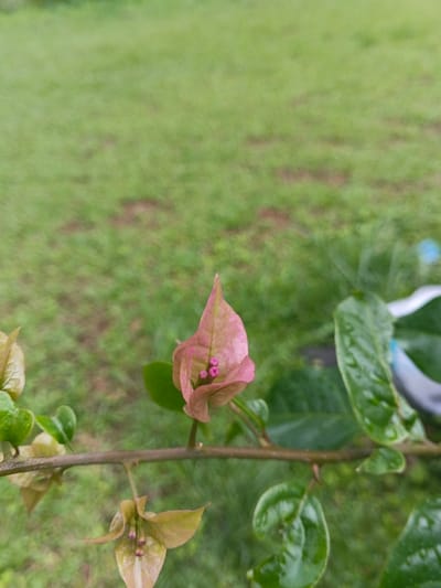 A close-up, static shot features a plant branch with emergent floral structures and leaves against a blurred green background, taken in Keo Kouang, Laos. Dominating the central right is a light pink, three-lobed bougainvillea bract, approximately 3 cm in length, enclosing three small, fuchsia-pink flowers. To the left, further along the horizontal brown stem, are two smaller, yellowish-green bracts, each with similar tiny flowers at their centers. Multiple dark green leaves, some appearing wet or glossy, are attached to the main stem and smaller offshoots. The background consists of out-of-focus green foliage, likely grass, extending to the upper edge of the frame. No human subjects or distinct actions are depicted.