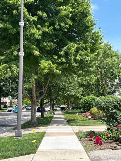 In Naperville, Illinois, USA, a concrete sidewalk runs alongside a street lined with mature trees and well-maintained lawns. On the left, a gray utility pole stands tall next to a neatly mown lawn dotted with yellow flags. Beyond the lawn, cars are parked on the street, and houses with visible siding and windows are set back from the road. The street appears to be paved with asphalt.

To the right of the sidewalk, a lush green lawn is bordered by a flower bed filled with red and pink flowers, interspersed with dark green bushes and foliage. The sky above is a clear, bright blue with a few wispy clouds. The overall scene depicts a pleasant residential street on a sunny day, suggesting a suburban environment.