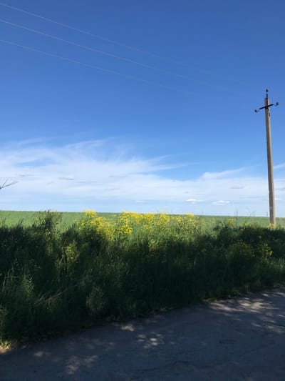 The image presents a rural landscape. A dirt road borders a field of green vegetation with scattered yellow flowers. Adjacent to the road, shadows indicate the presence of trees. A utility pole with wires extends into a blue sky with wispy clouds. The location is given as Petrykiv, Ukraine.