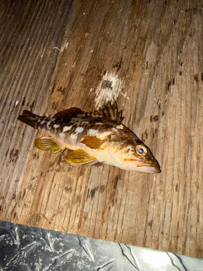 A single fish, appearing to be a species like a rockfish or grouper, is the central subject of this image. The fish lies diagonally across the frame, facing upwards and to the right. It displays a mottled coloration of dark brown, white, and a lighter yellowish-beige, with distinct stripes and spots along its body and fins. Its eye is clearly visible and reflective, and its mouth is slightly open.

The fish rests upon a surface composed primarily of weathered, light brown wooden planks, which run diagonally from the top left to the bottom right. These planks show signs of wear, moisture, and some darker stains. To the right of the wooden surface, there is a section of dark, textured metal, likely diamond plate or checker plate, characterized by its raised, geometric pattern and a somewhat dirty or wet appearance. The boundary between the wood and metal forms a distinct vertical line.

The scene suggests a recently caught fish, placed on a surface commonly found on a boat deck or a dock. The lighting appears to be artificial and localized, possibly a flash, which could indicate the photograph was taken at night or in low light conditions. There are no people visible, and no discernible emotions are conveyed. No text is present in the image. The location context of Coronado, United States of America, aligns with the marine subject and setting.