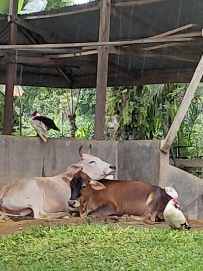 Two cows stand on a concrete surface next to green grass. One cow is brown, the other is primarily light brown. A black bird stands near the cows. A wooden structure with a roof stands adjacent, behind the cows. Green foliage is visible in the background behind the wooden structure.
