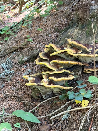 A cluster of shelf fungi with yellow edges and brown caps grows on the side of a decaying tree trunk in a forest. The ground around the fungi is covered in pine needles and small green plants. The lighting suggests it is daytime, with sunlight filtering through the trees. The location is in the forest near Sauris di Sopra, Italy, which is a mountainous region known for its natural beauty and traditional wooden houses.