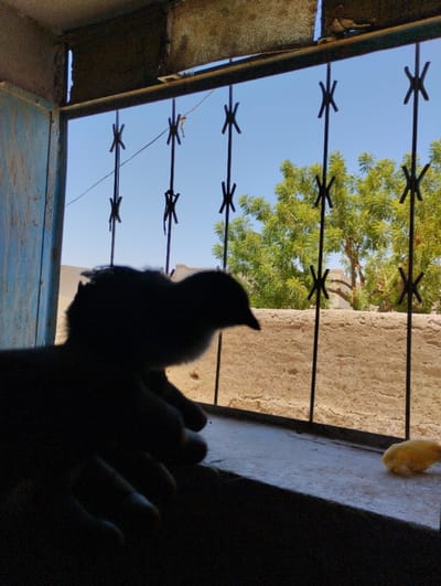 The image provides a detailed view through a window from an interior space in Az Zumah, Sudan, looking out towards an exterior environment under a clear, bright blue sky.

In the foreground, heavily silhouetted due to backlighting, a human hand is visible in the lower-left portion, cupping or holding a small, dark-silhouetted bird. The bird's head is oriented to the right, facing the outdoor scene beyond the window. On the window sill, to the right of the bird and hand, a small, irregular yellow object, possibly a piece of food, is present. The window opening is secured by a series of vertical metal security bars, each featuring multiple distinct X-shaped or asterisk-like decorative elements.

Beyond the security bars, a large tree with dense green foliage occupies the mid-right side of the frame, indicative of a warm climate. To the left of the tree, a textured, light brown or tan building wall, consistent with traditional mud-brick or rendered construction, is visible. Fragments of the window frame show a worn, blue-painted section on the far left and a distressed lintel structure along the top edge of the window opening. The overall scene indicates daytime with clear weather in a dry or semi-arid environment.