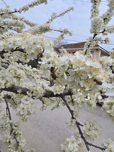 A close-up shot shows a flowering tree branch, laden with white blossoms. A bee is visible amidst the flowers. A building is partially visible in the background, and the sky is overcast. The location is Razdelna, Bulgaria.