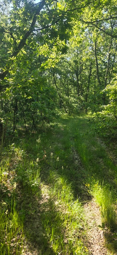 The image depicts a sun-drenched path through a dense forest. Sunlight filters through the canopy of trees, creating patches of light and shadow on the ground. The path is covered in grass and vegetation. The location is likely in a rural area due to the presence of the forest. Without specific identifying features within the image, confirmation of the exact location in Prilep, Bulgaria is impossible.