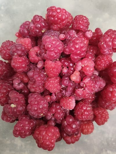 A close-up, overhead shot shows a large pile of fresh, ripe raspberries filling a transparent container. The raspberries are a vibrant deep pink to red color, with visible drupelets that give them their characteristic textured appearance. Some raspberries are tightly clustered, while others are more spread out, revealing the translucent bottom of the container underneath. The lighting is bright and even, highlighting the glossy surface of the berries. There is no indication of people, actions, or interactions, and the setting is limited to the container of fruit. The location in Znamenskiy, Russia, is not visually represented in the image.