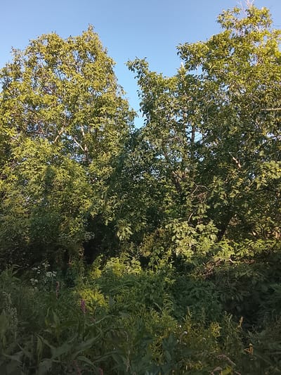This is a landscape photograph taken outdoors in Kableshkovo, Bulgaria. The image features lush green trees with dense foliage reaching towards a clear, light blue sky. The sunlight casts dappled shadows through the leaves, indicating it is likely daytime, possibly late afternoon given the warm, directional light. The foreground is a tangle of various plants and wildflowers, with some tall stalks of vegetation and smaller flowering plants in shades of green and hints of pink and white. The overall impression is of a natural, overgrown environment, possibly a park, garden, or woodland edge. There is no visible text in the image.