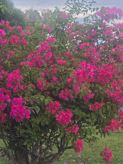 The image depicts a lush bougainvillea bush covered in vibrant magenta flowers. The bush is located in a park in Pintomakmur, Indonesia. The weather is overcast. The grass is green.