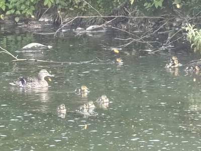 A family of ducks is swimming in a tranquil body of water. The image features a mother duck with intricate brown and white plumage, leading her brood of several ducklings. The ducklings, characterized by their downy yellow and brown feathers, huddle close together, their small forms bobbing on the surface of the water. The setting appears to be a natural environment, possibly a pond or slow-moving river, with lush green foliage and branches visible along the bank in the background. The water's surface is gently rippled, reflecting the overcast sky and the surrounding vegetation. The overall atmosphere is one of peaceful coexistence in nature. There is no visible text in the image.
