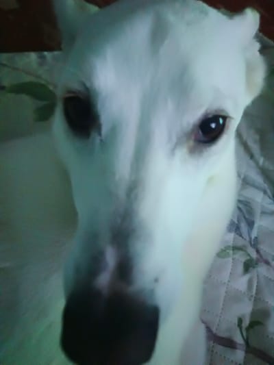 The media file is a close-up, low-resolution, slightly blurry, vertical photograph of a white dog's face. The dog is looking directly at the camera. Its fur is predominantly white, with dark eyes and a dark nose. The lighting is dim and has a greenish cast, suggesting it might be indoors with artificial light or at dusk. The background is out of focus, but appears to be a patterned fabric, possibly a blanket or upholstery, with a quilted diamond pattern and faint floral or leafy motifs in muted colors. There are hints of darker, possibly brown, elements in the upper left corner of the image, which could be furniture or other objects in the room. The dog's expression is neutral, though its direct gaze could be interpreted as curious or attentive. There is no discernible text in the image. The setting appears to be a domestic indoor environment in Mikhnevo, Russia. The overall impression is a candid snapshot of a pet.