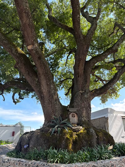 The image displays a majestic, ancient tree dominating the scene, viewed from a low angle looking upwards. The tree's massive, gnarled trunk and thick branches, covered in deeply textured bark and patches of green moss, spread across the frame. Lush green foliage covers the branches, with sunlight filtering through the leaves, indicating a bright day. The sky above is a clear blue with a few wispy white clouds.
A notable detail is a small, round wooden door, resembling a fairy or hobbit home, nestled into a moss-covered section of the main trunk. This door features a cross-shaped design. Around the base of the tree and on some branches, various green plants, including what appears to be agave and other leafy vegetation, grow out of the bark. A single purple flower can be seen among these plants near the trunk.
In the background, on the right side, parts of a white building with a simple rectangular window are visible. A stone wall, made of embedded pebbles, runs along the far right edge of the frame. The lighting suggests it is daytime, possibly morning or afternoon. The scene is tranquil and evokes a sense of natural grandeur mixed with a touch of whimsy from the miniature door. No explicit activity is taking place, and no visible text is present. The setting blends natural elements with surrounding architecture, consistent with a charming outdoor space in a location like San Lucas el Grande, Mexico.