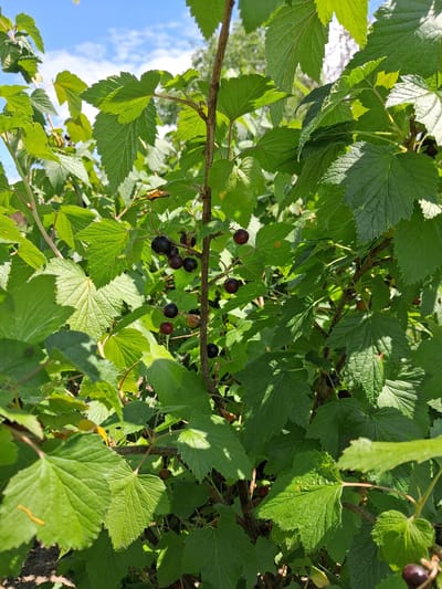This is a close-up, eye-level shot of a blackcurrant bush with ripe berries and green leaves under a bright blue sky with some clouds. The bush appears to be in a garden setting, possibly in Krolevets, Ukraine, given the context. The blackcurrants are dark purple and clustered on thin stems, interspersed with the vibrant green leaves of various sizes and textures. Sunlight filters through the foliage, creating dappled light and shadow. No people or animals are visible. The ground beneath the bush is out of focus, appearing as dark soil. The overall impression is one of natural growth and ripening fruit.