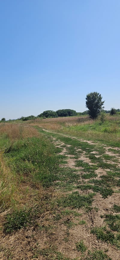 This image depicts a dirt road winding through a field of dry grass and low-lying green vegetation under a clear blue sky. The road shows tire tracks, indicating recent use. In the background, a cluster of trees is visible on a gentle incline, with a solitary, larger tree standing to the right. The environment appears rural, consistent with a location in the vicinity of Gorna Mitropolia, Bulgaria. There are no people or animals visible in the frame.