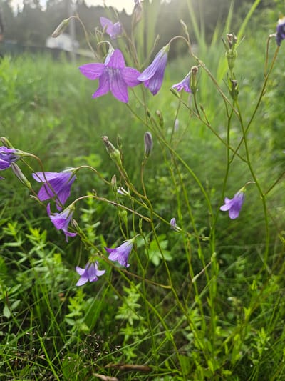 A medium shot, captured with a shallow depth of field, showcases a cluster of delicate purple bell-shaped flowers. The image is oriented vertically, with the flowers and their slender green stems dominating the foreground. Sunlight filters through the leaves, creating a soft, slightly hazy effect and a lens flare in the upper left quadrant.
The flowers, some fully open and others in bud, are adorned with tiny water droplets, suggesting recent rain or dew. The petals are a vibrant purple, with five distinct points on the open blossoms, revealing their star-like structure. The stems are thin and wispy, arching gracefully and supporting the weight of the blooms. Surrounding the flowers is a lush green background of grass and foliage, indicating an outdoor setting, likely a meadow or garden. The blurred green hues create a sense of depth and emphasize the sharpness of the flowers in focus.
The scene conveys a feeling of natural beauty and tranquility. The time of day is not explicitly clear, but the soft lighting suggests it could be morning or late afternoon. There is no visible text in the image. The location context points to Kurovo, Russia, suggesting a natural landscape within that region.