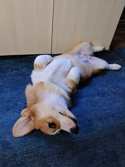 A fluffy, light-brown and white dog with large ears is lying on its back on a dark blue carpet. The dog's belly, which is lighter in color with some darker spots, is exposed. Its paws are bent inwards. The dog's head is tilted to the left, with one eye visible. Behind the dog is a light-colored wooden cabinet with vertical lines. The environment appears to be indoors, possibly a room in a residential building in Rassol'naya, Russia.
