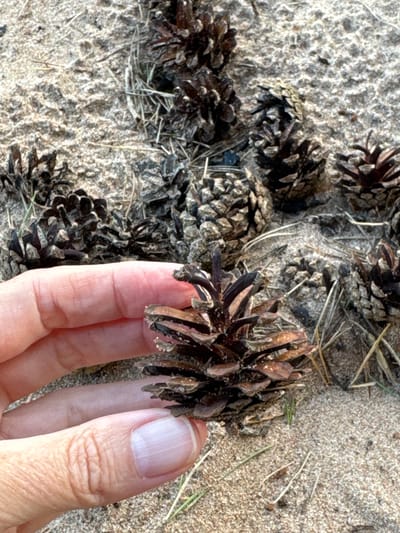 A hand is holding a small, brown pinecone in the foreground, positioned over sandy ground littered with pinecones and dry grass. The pinecone in hand is dark brown and appears dry and somewhat brittle, with individual scales visible. The hand is pale-skinned, with a clean fingernail on the thumb and visible skin creases. The background consists of sandy soil with several other pinecones scattered across it, some appearing larger and darker than the one held. Dry, thin blades of grass are interspersed among the pinecones and sand. The lighting suggests an outdoor setting, possibly during the day. The location is Shepelevo, Russia.