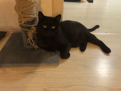 A black cat is lying on a wooden floor next to a scratching post. The cat has bright yellow eyes and is looking directly at the camera. The scratching post is covered in grey fabric and wrapped with rough rope. The floor appears to be light-colored laminate or wood. The scene is indoors, with warm lighting suggesting it might be evening or nighttime. The overall mood is calm and relaxed, with the cat appearing comfortable and attentive. There is no visible text in the image. The location context is Верхнетемерницкий, Russia.