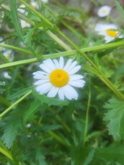 This is a close-up, eye-level, vertical shot of a single daisy in bloom, set against a backdrop of green foliage. The daisy is positioned in the center of the frame, its white petals radiating outwards from a vibrant yellow center. The flower is in focus, while the surrounding leaves and other out-of-focus daisies in the background are blurred. The image appears to be taken outdoors in a natural setting, likely a garden or meadow. The lighting suggests it is daytime, with soft light illuminating the scene. There are no people or any specific landmarks visible to identify a location within Vijoliai, Lithuania.