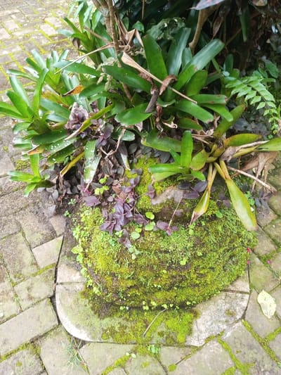 The image depicts a ground-level view of a botanical arrangement within an outdoor setting in Kanand, India. The primary subjects are a dense cluster of vegetation and a section of paved walkway.
In the upper and central portions, several large, broad-leaved green plants with a strap-like appearance, possibly bromeliads, are visible. Some leaves exhibit minor discoloration or dried tips. Interspersed among these and below them are smaller plants with deep reddish-purple foliage.
A significant, irregular mound, likely earth or stone, dominates the lower-central area, completely covered in vibrant green moss. This moss extends onto the adjacent paving in patches.
The lower-left and lower-right sections of the image show a pathway constructed from light-colored, rectangular brick pavers laid in a herringbone or stretcher bond pattern. Moss growth is evident in the crevices between several pavers and on their surfaces, indicating moisture presence.
No people, animals, discernible actions, or interactions are present in the scene. The environment appears humid, conducive to moss growth and the depicted plant life.