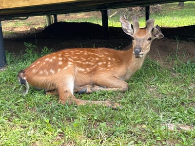 A young deer with light brown fur and white spots is resting on the grass under a wooden structure. The deer is lying down, with its front legs tucked under its body and its head turned towards the camera. Its ears are perked up, and its eyes are open. The background consists of green grass, dirt, and some vegetation. The wooden structure appears to be part of a raised platform or deck. The image does not contain any information about the city of Гольяны, Russia.