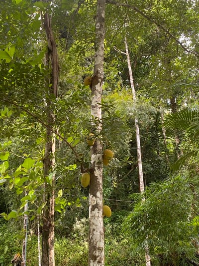 The image shows a lush, green environment with a thick canopy of trees. Wooden beams or logs are interspersed throughout the scene, seemingly resting on the branches of the trees. Several large, green fruits resembling jackfruit are visible, perched on or near these wooden beams. The location is identified as Tambon Thai Mueang, Thailand, judging by the vegetation and possibly other environmental clues. No people or animals are visible.