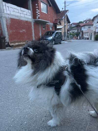 In Slashten, Bulgaria, a black and white fluffy dog stands on an asphalt road. The dog is wearing a harness with "RIVERDOG zoofari" visible on it. The dog's head is tilted upwards, and its mouth is slightly open, revealing teeth. In the background, there are buildings with red brick and white trim, as well as a grey van. The sky is overcast, suggesting a cloudy day. The scene appears to be a residential street.