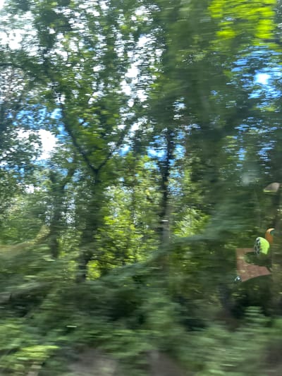 The image depicts a blurred view of trees and sky, suggesting movement, likely from a vehicle. The foliage is lush and green, with patches of blue sky visible through the leaves. In the lower right corner, there are reflections or objects on a surface, one appearing as a green and yellow fuzzy object and another as a brown rectangular shape. The overall impression is a fleeting glimpse of a natural setting. The provided information states the location is the city of Zvezditsa, Bulgaria.