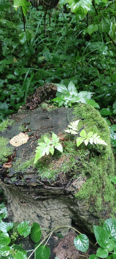 This media file depicts a close-up view of a moss-covered tree stump in a forest setting. The stump is dark and weathered, with a rough texture. Lush green moss blankets a significant portion of the stump, adding a vibrant contrast to the dark wood. Several small, delicate ferns are growing on the moss, their fronds unfurling gracefully. A single fallen leaf, light brown in color, rests on the mossy surface.
In the background, the scene is filled with dense green foliage, suggesting a humid, natural environment. The leaves appear wet, indicating recent rain or high humidity. The overall impression is one of a damp, temperate forest, likely in the early morning or after a rainfall due to the freshness of the greenery and the muted light. The setting is consistent with a forest in Angelovo, Russia, known for its natural landscapes. No people or text are visible in the image. The focus on the natural elements like moss, ferns, and the tree stump evokes a sense of tranquility and the quiet beauty of nature.