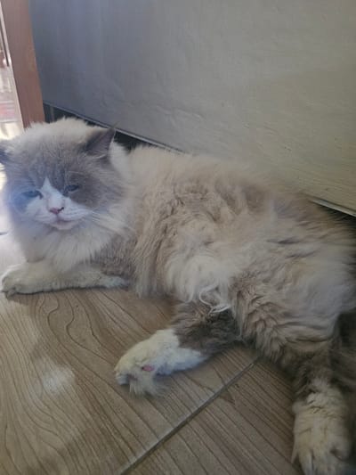 A fluffy, grey and white cat is lying on a wooden floor. The cat is lying on its side, with its head resting on its paws. Its eyes are partially closed, and its ears are perked up. The cat's fur is long and soft, and it has a white chest and paws. The wooden floor is light brown and has a wood grain pattern. The background is a light grey wall. The scene is well-lit, and the cat appears to be relaxed. It is difficult to determine the exact location within Sidorejo, Indonesia, but the domestic setting suggests a home or a similar indoor environment.