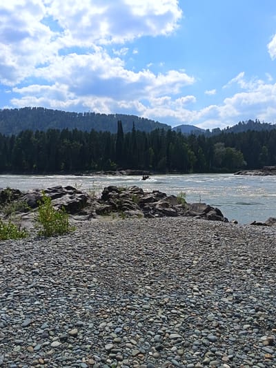 A wide, fast-flowing river dominates the scene, its surface reflecting the sunlight. In the foreground, a rocky shore composed of many small, smooth, grey, and brown stones stretches across the lower part of the image. Beyond the river, a dense, dark green coniferous forest covers a sloping hillside, with the tops of trees forming a jagged line against the sky. The sky above is a bright blue, dotted with fluffy white clouds. A few larger grey rocks are scattered on the shore, some with small green plants growing between them. In the middle distance, a small, dark object, possibly a boat with people, is visible on the river. The overall impression is a natural, rugged landscape.