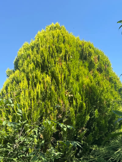 A vibrant green, conical evergreen tree fills the majority of the frame, set against a clear, bright blue sky. The tree has a dense, textured appearance with numerous needle-like branches. In the foreground, lower branches of a different plant with broader, darker green leaves partially obscure the base of the evergreen. The lighting suggests a sunny day. The scene is likely from a park or garden in Günzburg, Germany, given the provided context. There are no people or animals visible in the image.