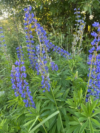 The image displays a close-up view of a cluster of blue lupine flowers with lush green foliage in the background. The flowers are arranged in tall, slender spikes with individual blossoms that are a vibrant shade of blue. The leaves are palmately compound, with multiple leaflets radiating from a central point.
The scene appears to be outdoors, likely in a natural setting such as a garden, meadow, or roadside, given the presence of other wild grasses and plants interspersed with the lupines. The lighting suggests it is daytime, possibly late afternoon or early evening, as the sunlight filters through the leaves, creating a dappled effect and casting a warm glow on some areas of the foliage. There are no visible signs of human activity or any text within the image. The overall impression is one of natural beauty and tranquility. The location context provided is Островское, Russia, which suggests a rural or suburban setting within that region.