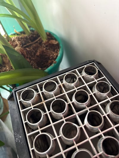 In Tutaev, Russia, an indoor scene features a close-up view of a black plastic organizer filled with multiple silver-colored rings, each resting in a separate compartment. These compartments are arranged in a grid pattern. To the left of the organizer, a portion of a green potted plant is visible, with its long, green leaves extending upwards. The background is a plain, light-colored wall. The lighting suggests an indoor environment, possibly a home or workshop. There are no people or animals present in the image.