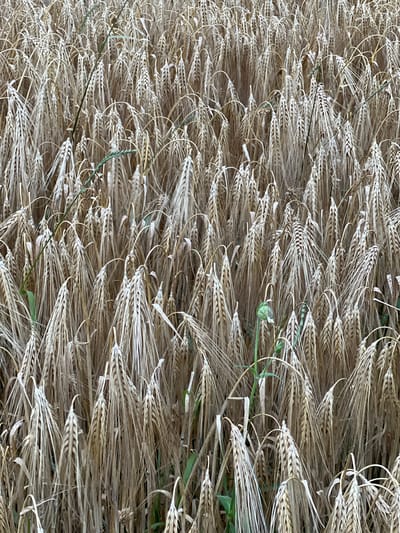 This media file is a close-up, vertical, full-frame photograph of a dense pile of harvested wheat or barley stalks. The stalks are dry and have a pale golden-brown color, with some showing hints of green from lingering plant material. The texture is intricate, with numerous thin, spiky heads of grain arranged closely together. Several strands of thin, green grass or young shoots are interspersed amongst the stalks, adding a touch of contrasting color. The lighting appears to be natural, suggesting an outdoor setting, possibly a field or barn. The focus is sharp, revealing the detailed structure of each stalk and grain. There are no people or animals visible in the image. The scene is static, depicting the aftermath of a harvest. No text is visible. The overall impression is one of abundance and the completion of an agricultural cycle. The location context of Калодзежскі сельскі Савет, Belarus, suggests this is likely a rural scene within that region.