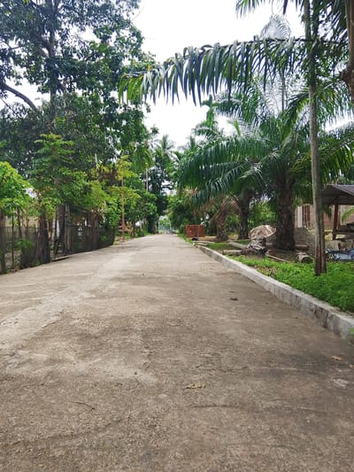 The image depicts a paved road in a tropical, rural setting. The road appears to be made of concrete and is bordered by lush green vegetation and trees on both sides. Tall palm trees with their distinctive fronds are prominent, suggesting a warm climate. The trees are densely packed, creating a canopy effect in some areas. The road stretches into the distance, disappearing around a gentle bend, implying a journey or a path forward.

On the left side of the road, there are some simple structures, possibly houses or sheds, partially obscured by foliage. Fencing made of what appears to be bamboo or wood is also visible. On the right side, there are more palm trees, some fallen logs, and piles of sand and bricks, hinting at ongoing construction or maintenance work. A small, open-sided shelter with a corrugated roof is also present on the right.

The sky is overcast, indicating a cloudy day, and the light is diffused, suggesting it is either early morning or late afternoon. There is no visible text in the image. The overall atmosphere is serene and peaceful, characteristic of a quiet village or countryside. The scene is devoid of people, emphasizing the natural environment and the stillness of the location. The presence of fallen palm trunks and the building materials suggest a location where natural resources are utilized and where development might be occurring at a modest pace. The location context places this scene in Rayeukpayaitek, Indonesia, which aligns with the tropical vegetation and rural characteristics observed.