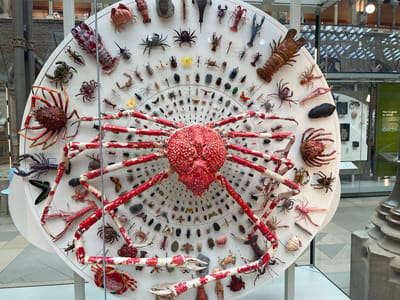 This indoor shot, likely taken at the Oxford University Museum of Natural History in Oxford, United Kingdom, features a large, circular display board. Mounted on the board are numerous specimens of crustaceans and insects, arranged concentrically around a central, red, spherical crab. The crab's legs, painted red and white, extend outwards across the board, creating a radial pattern. Other specimens include various types of crabs, lobsters, beetles, butterflies, and spiders. The display board is mounted on a stand. Background details indicate the museum's architecture with glass display cases and architectural details of the building visible. The lighting is bright and natural.