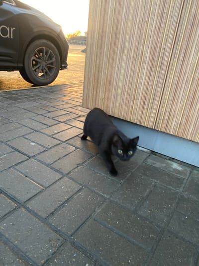 A black cat with bright green eyes looks up at the camera, its paw slightly raised, against a background of grey brick pavers. To the left, a beige horizontal-slat wall contrasts with the grey bricks. A car tire and lower portion of the car are visible at the lower left edge of the frame, suggesting the cat's location in a driveway or parking area. The lighting indicates it may be late afternoon.