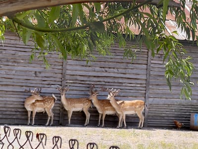 In the city of Belozem, Bulgaria, five fallow deer (Dama dama) stand facing the viewer, aligned against a weathered wooden fence. Their coats are light brown with distinct white spots. The deer on the far left is partially obscured. The second deer from the left is facing left, grooming its back with its head. The remaining three deer are facing forward. The deer on the far right has a short, white tail. The ground in front of the fence is covered in dry grass and dirt. In the lower right corner of the image, a brown chicken is visible. Behind the fence, a rusty barrel with blue markings is present. Overhead, green willow branches with leaves hang down, partially obscuring the top of the fence and a corrugated metal roof. A metal fence, consisting of a repeating pattern of curved lines, is in the foreground.