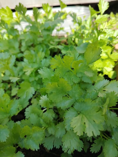 The image shows a close-up view of vibrant green cilantro plants growing in soil. The leaves are finely serrated and have a delicate, lacy appearance. The lighting suggests it is daytime, with sunlight illuminating the foliage from the side, creating bright highlights and some shadows. The background is softly blurred, with hints of a light-colored container or structure at the top and darker soil at the bottom. There are no people, animals, or specific landmarks visible that would indicate a location within Razdolnoe, Russia. The scene is focused solely on the natural beauty and detail of the plants.