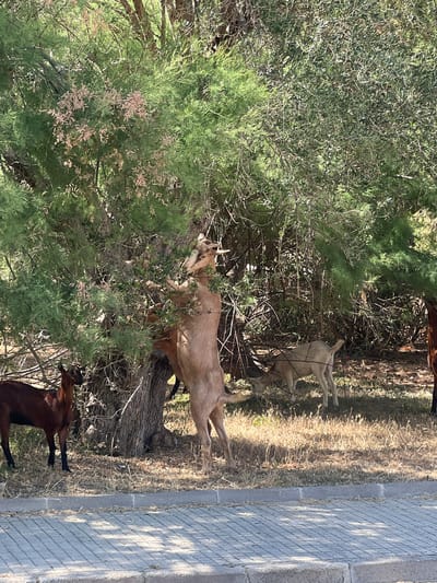This image captures a natural scene featuring several goats in an outdoor setting. The goats appear to be grazing or resting among dense green foliage and dry, sun-baked grass. One goat, a light brown color, is prominently positioned in the center, partially obscured by branches, and appears to be reaching for leaves. Another goat, dark brown, is visible in the lower right portion of the frame, also surrounded by vegetation. A third goat, light in color, is seen further back in the foliage. The ground is a mix of dry grass and sparse vegetation, with a textured gray paved surface running along the right side of the image, suggesting a pathway or border. The lighting indicates it is daytime, with distinct shadows cast by the vegetation and the paved area, hinting at a sunny or partly cloudy day. The overall impression is one of a rustic, natural environment where these animals are freely roaming. The scene is set in Port De Pollença, Spain. There is no visible text in the image.