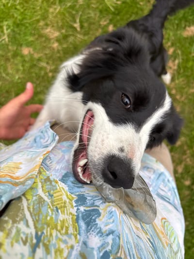 A black and white border collie puppy is being held by a person in Mārupe, Latvia. The puppy is looking up at the camera with its mouth open, holding a translucent object in its jaws. The puppy's fur is mostly black with white markings on its face, chest, and paws. The person is wearing a colorful patterned shirt. The background is a blurred green lawn. The image is taken from a high angle, looking down at the puppy.