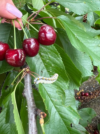 The image displays a close-up outdoor scene in Levski, Bulgaria, centered on a hand holding a cluster of dark red, ripe cherries. The hand, belonging to an individual with light pink manicured fingernails, gently grasps the stems of the cherries. Several cherries are visible, some exhibiting small cracks or splits on their skin. Surrounding the cherries are numerous vibrant green leaves, characteristic of a cherry tree, with some leaves showing minor insect damage in the form of small holes or slightly chewed edges. A striking white caterpillar with distinctive yellow stripes and black spots is prominently featured, resting on a leaf near a greyish-brown tree branch. In the background, out of focus, are more green leaves and a textured surface, possibly concrete or stone, where a few darker, fallen cherries or remnants are scattered. The scene is brightly lit, suggesting it is daytime. The image captures the moment of interacting with the cherry tree, possibly during harvesting or inspection, highlighting both the fruit and a natural inhabitant of the plant. No text is visible in the image.