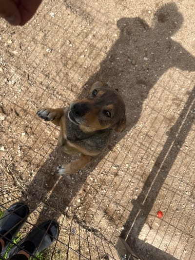 An overhead shot captures a young dog with brown and tan fur standing on its hind legs, looking upwards. Its front paws are extended, one touching the wire mesh in the foreground. The dog is positioned in an outdoor, unpaved area with sand and small stones. A shadow of a person is cast on the ground to the right, and a sliver of a person's hand is visible at the top left. The foreground shows a portion of black footwear and green grass, also separated by the wire mesh. The scene is illuminated by sunlight, creating distinct shadows. The location is noted as Kārsava, Latvia.