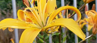 A close-up, ground-level, outdoor shot focuses on the vibrant yellow petals of a lily flower. The flower's pistils and stamens are visible in the center, with tiny dark spots scattered across the petals. A small black insect, resembling an ant, is perched on one of the inner petals near the center of the flower. In the upper left portion of the image, a fly is visible on the edge of a petal. The background is blurred, showing hints of a white fence and green foliage. The lighting suggests it is daytime, likely with bright sunlight. The image does not depict any specific urban landmarks or recognizable elements of the city of Kirsanov, Russia.
