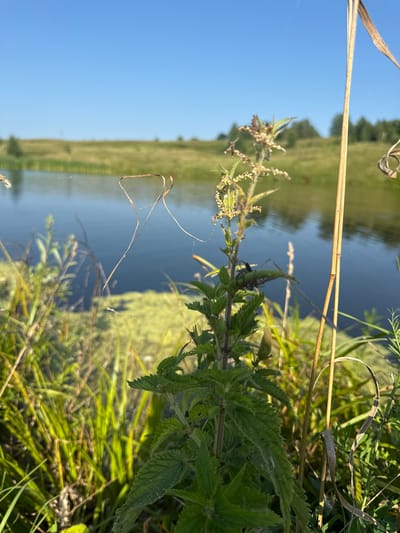 In the foreground, a patch of vibrant green nettles is prominent, their serrated leaves sharp and defined. To the right of the nettles, a tall, dry reed stands upright, casting a slight shadow. Behind the nettles, a dark body of water reflects the clear blue sky. The water's surface is partially obscured by a bright green, fuzzy layer of aquatic vegetation. In the middle ground, a gentle slope covered in green grass rises towards a line of distant trees. The sky above is a vast, unblemished expanse of blue. The image appears to have been taken outdoors in a natural setting, possibly near a body of water within the city of Bolshiye Shady, Russia. No people are visible in the scene.