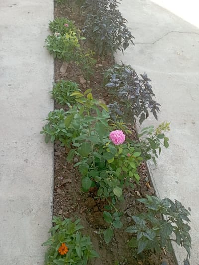 This image depicts a narrow strip of garden bed alongside a concrete walkway. The garden bed is planted with various green plants and flowers. In the foreground, an orange zinnia is visible. Moving up the garden bed, there are plants with dark purple leaves, followed by a pink rose in full bloom. Further up, there are smaller green plants with pink and white flowers. The concrete walkway has visible cracks. The setting is likely an outdoor urban environment in Chinaz, Uzbekistan. No people are present in the image, and no specific actions or interactions are depicted.