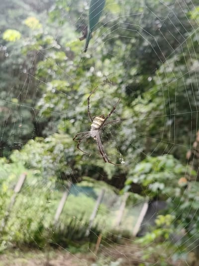 A spider is suspended in its web in a natural outdoor environment. The spider is in the center of the frame, with its legs extended. The web is intricate and detailed, with fine strands stretching out in all directions. The background is blurred, showing lush green foliage, suggesting a garden or natural setting. There are no people or human-made structures visible in the immediate vicinity, besides what appears to be a blurry fence post in the background. The overall scene evokes a sense of nature's delicate beauty.